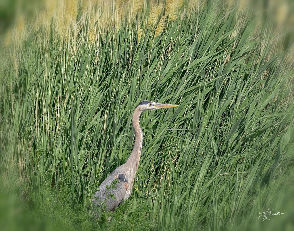 "Silent Focus – Great Blue Heron" Photography Art | J everett Photography