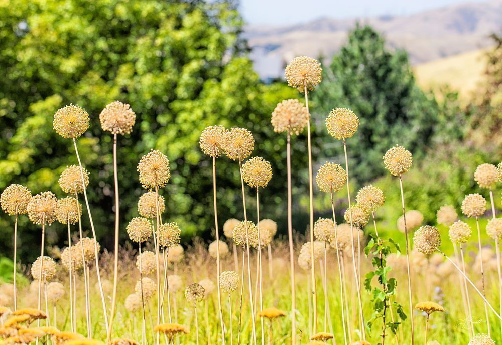 Giant Onion Photography Art | J everett Photography