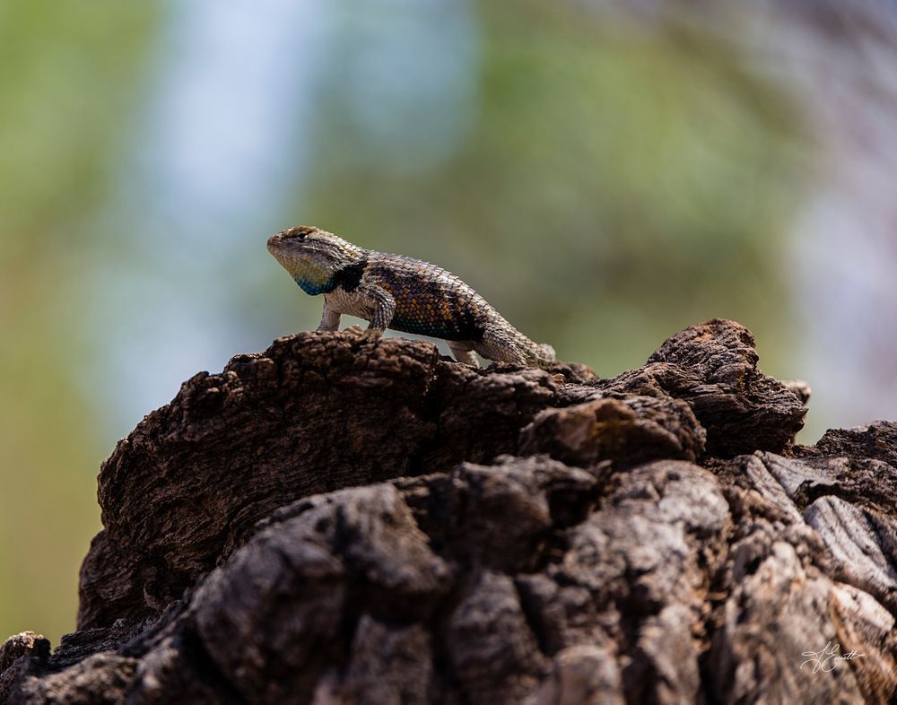 Desert Territory Photography Art | J everett Photography