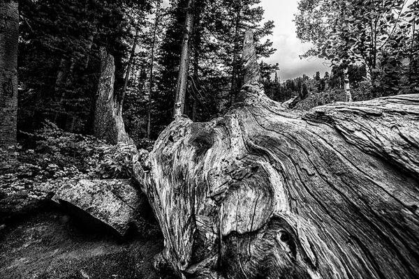 Dead Trees Textures Photography Art | J everett Photography