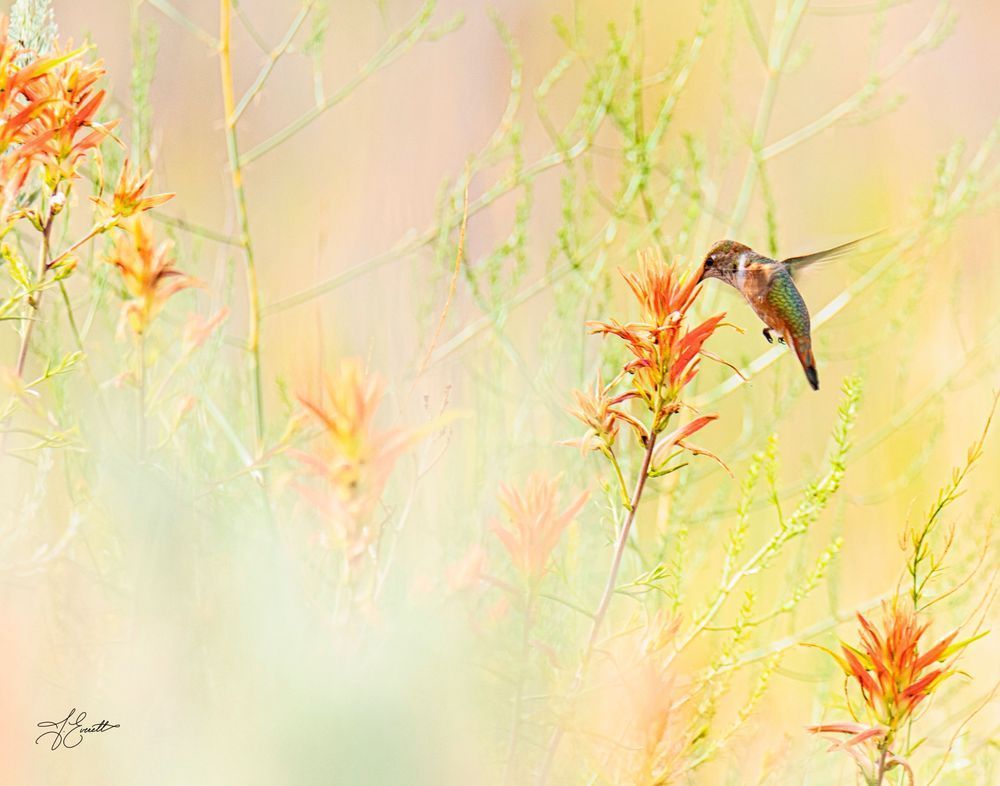 Hummingbird With Indian Paintbrush Photography Art | J everett Photography