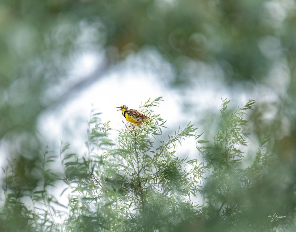 Lark S Call Photography Art | J everett Photography