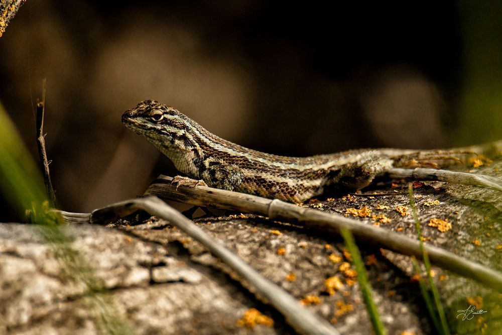 Lizard 1 Photography Art | J everett Photography
