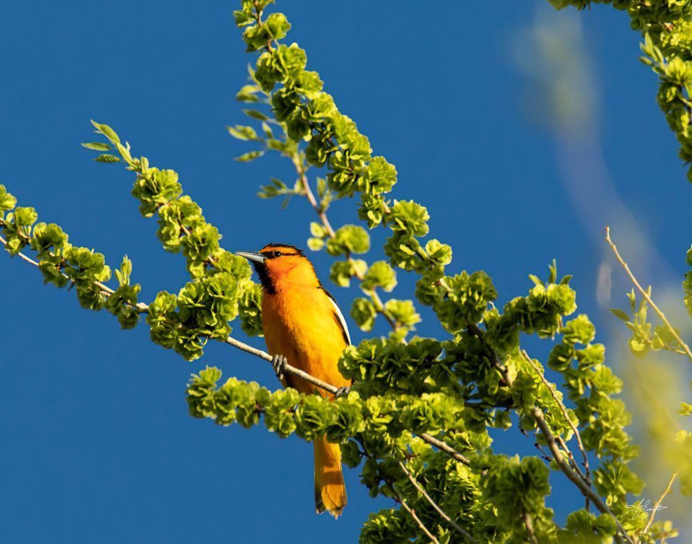 Spring Evening Oriole Photography Art | J everett Photography