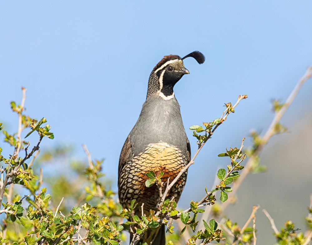 "The Protective Quail – California Quail On Guard" Photography Art | J everett Photography