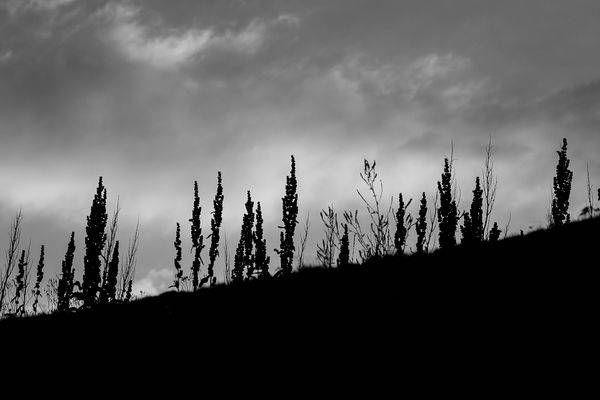 Plant Silhouette 1 Photography Art | J everett Photography