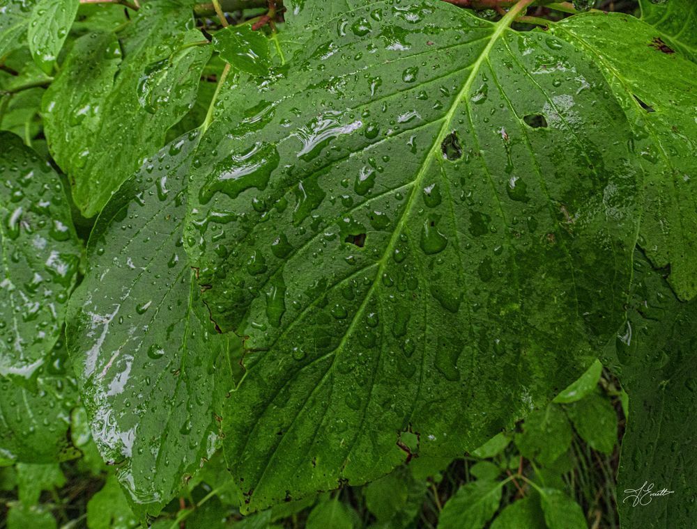 Wet Dogwood Photography Art | J everett Photography