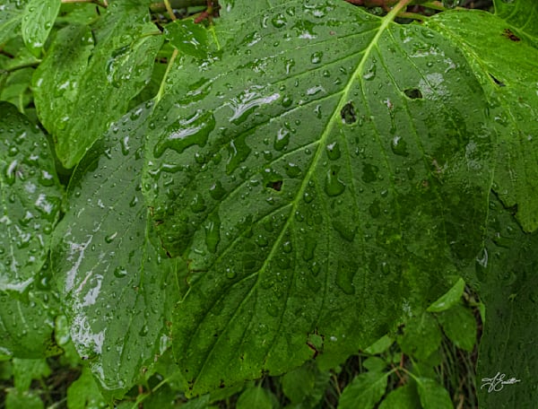 Wet Dogwood Photography Art | J everett Photography