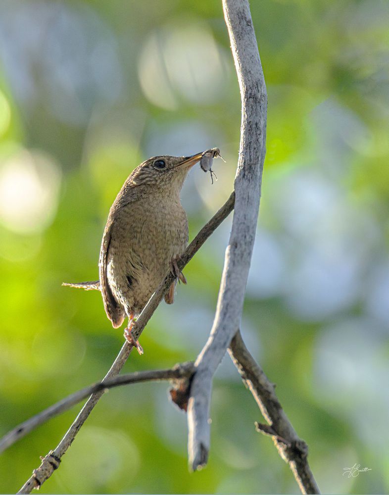 The Wrens Catch Photography Art | J everett Photography