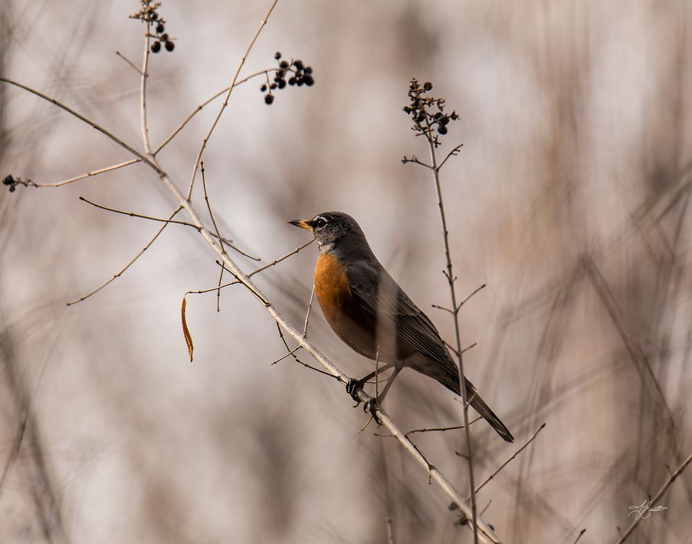 "March Sentinel – American Robin In The Stillness: Photography Art | J everett Photography