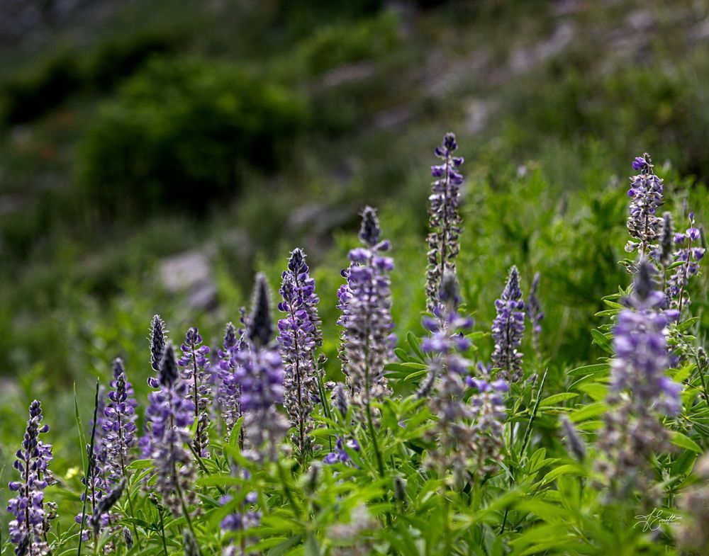 Soft Spoken Summer Photography Art | J everett Photography