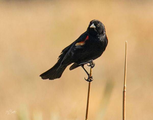 "Lookout Post – Red-Winged Blackbird in Golden Light"