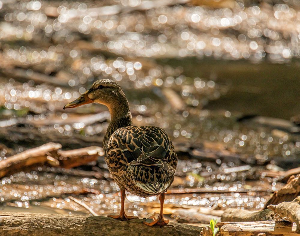 "Woodland Light – Female Mallard by the Stream"