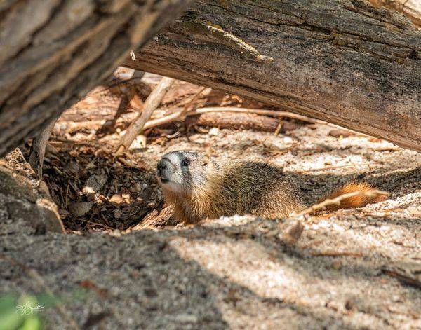 "Burrow Watch – Yellow-Bellied Marmot in Dappled Light"