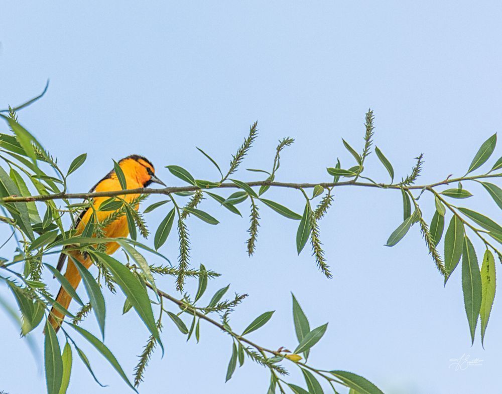 "Willow Song – Bullock Oriole in Spring Bloom"
