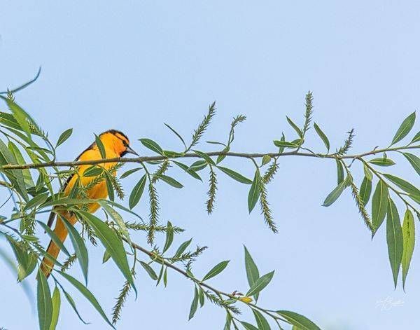 "Willow Song – Bullock Oriole in Spring Bloom"