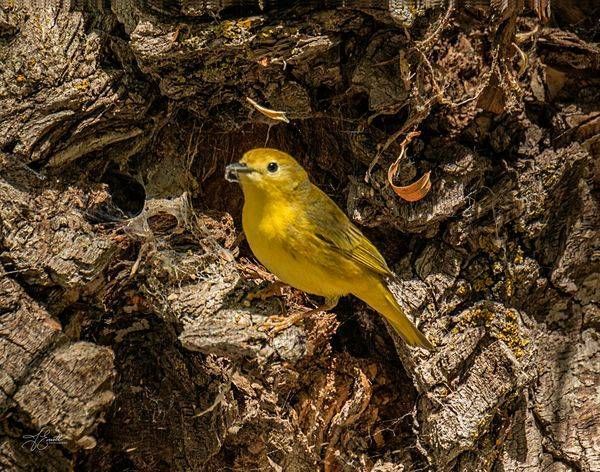 "Sunlit Forager – Yellow Warbler at the Tree Hollow"