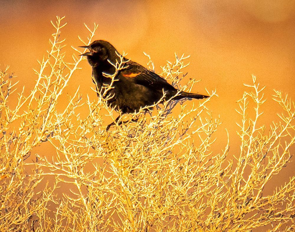 "Sunlit Serenade – Red Winged Blackbird At Dusk" Photography Art | J everett Photography