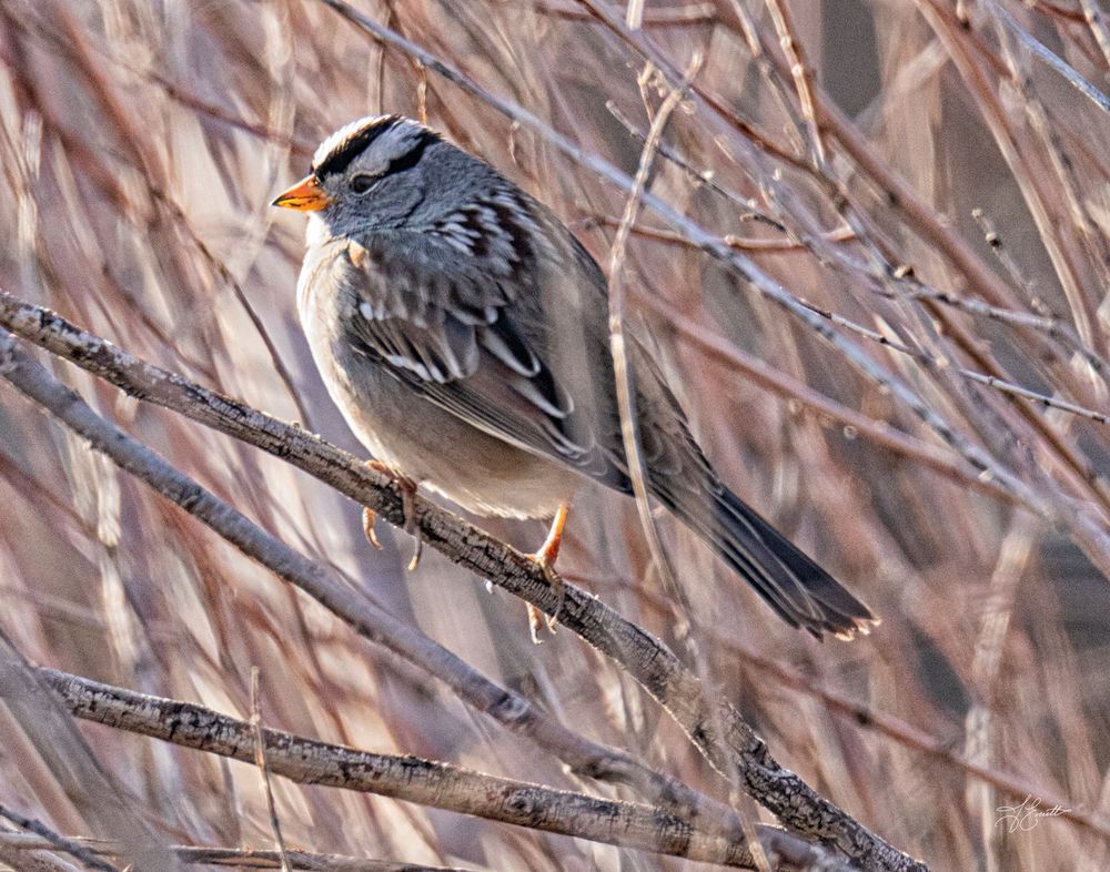 Sparrow Catchin' Some Sun Photography Art | J everett Photography