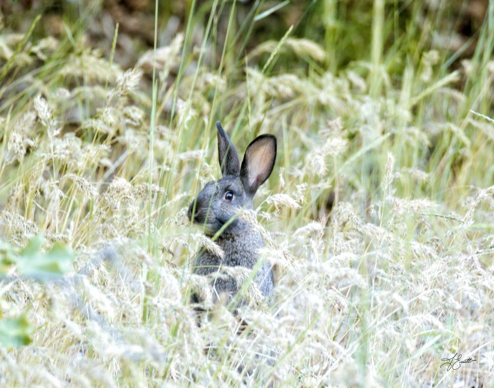 Harmonious Stillness Photography Art | J everett Photography