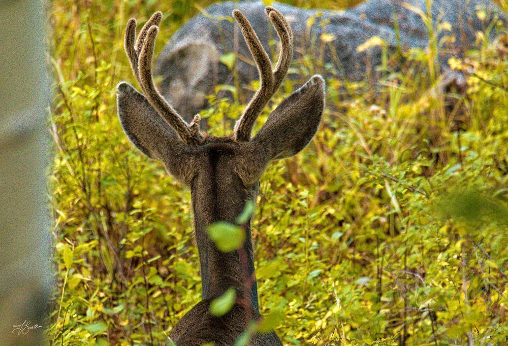 Antlered Observer Photography Art | J everett Photography