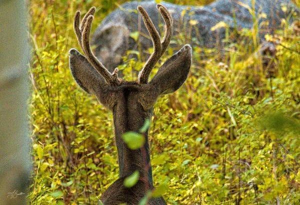 Antlered Observer Photography Art | J everett Photography