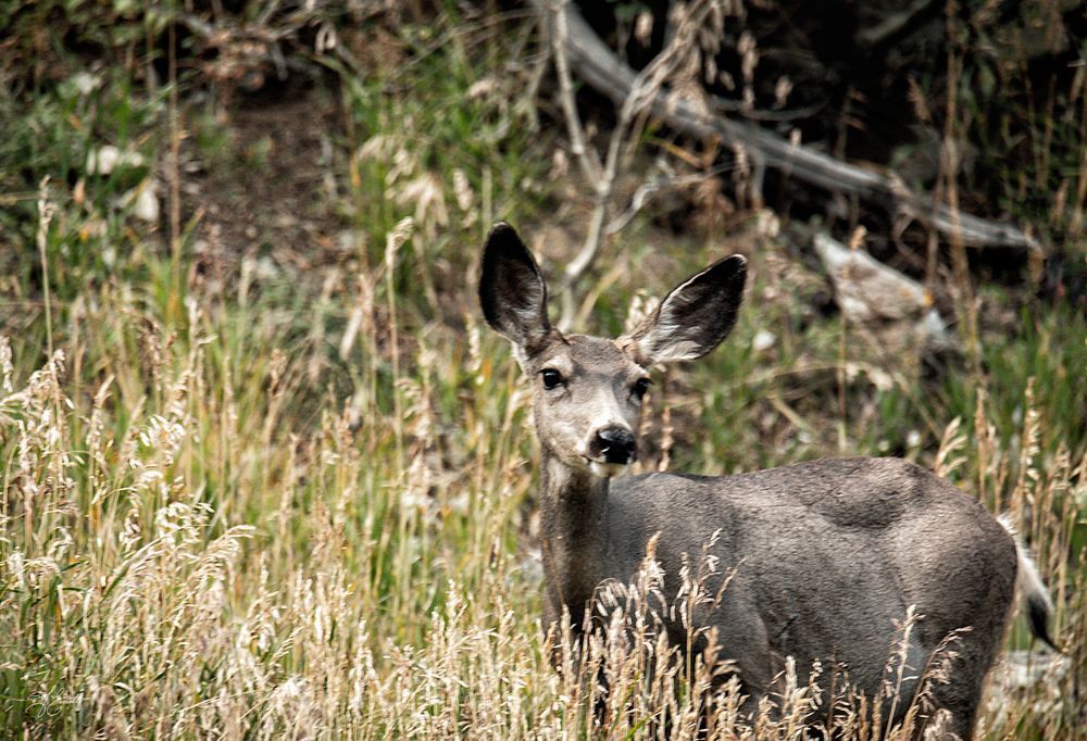 Curious Eyes Of The Wilderness Photography Art | J everett Photography