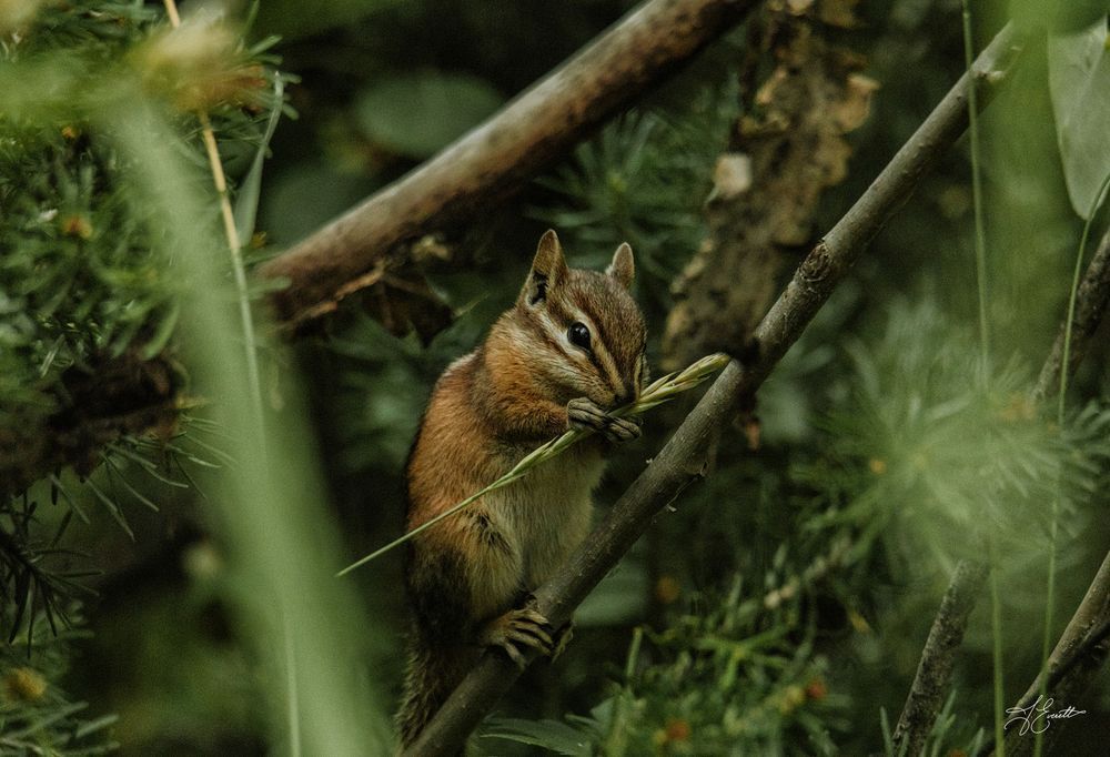Foraging In The Green Photography Art | J everett Photography