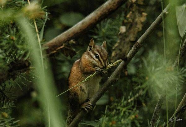 Foraging In The Green Photography Art | J everett Photography