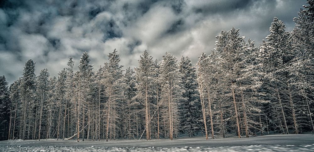 Winter Pine Photography Art | J everett Photography