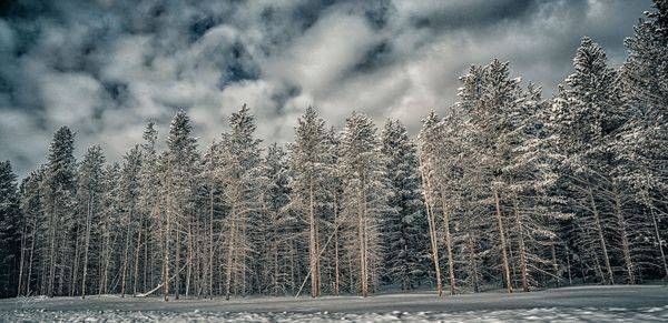 Winter Pine Photography Art | J everett Photography
