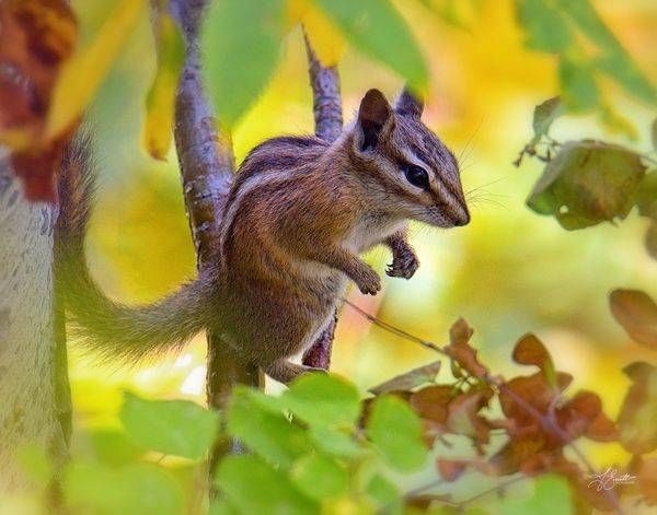 Autumn Acrobat
