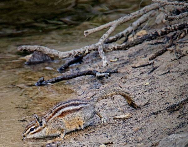 At the Water’s Edge