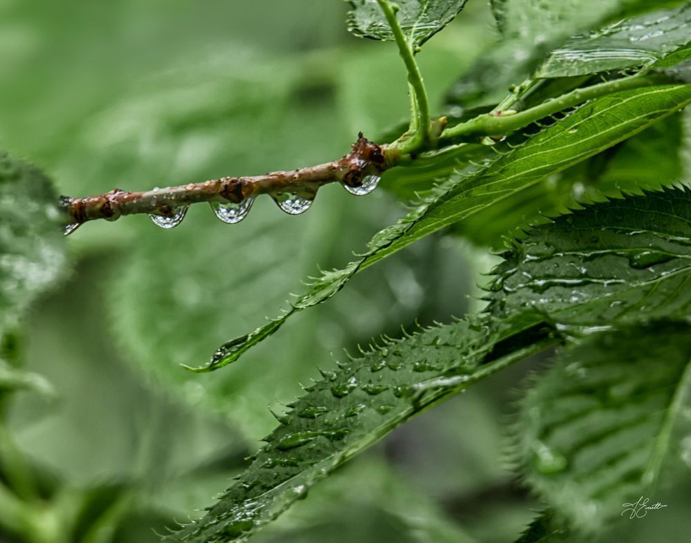 Droplets Photography Art | J everett Photography