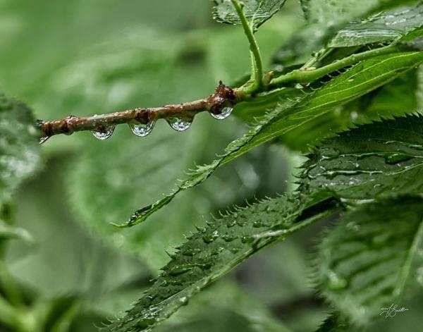 Droplets Photography Art | J everett Photography
