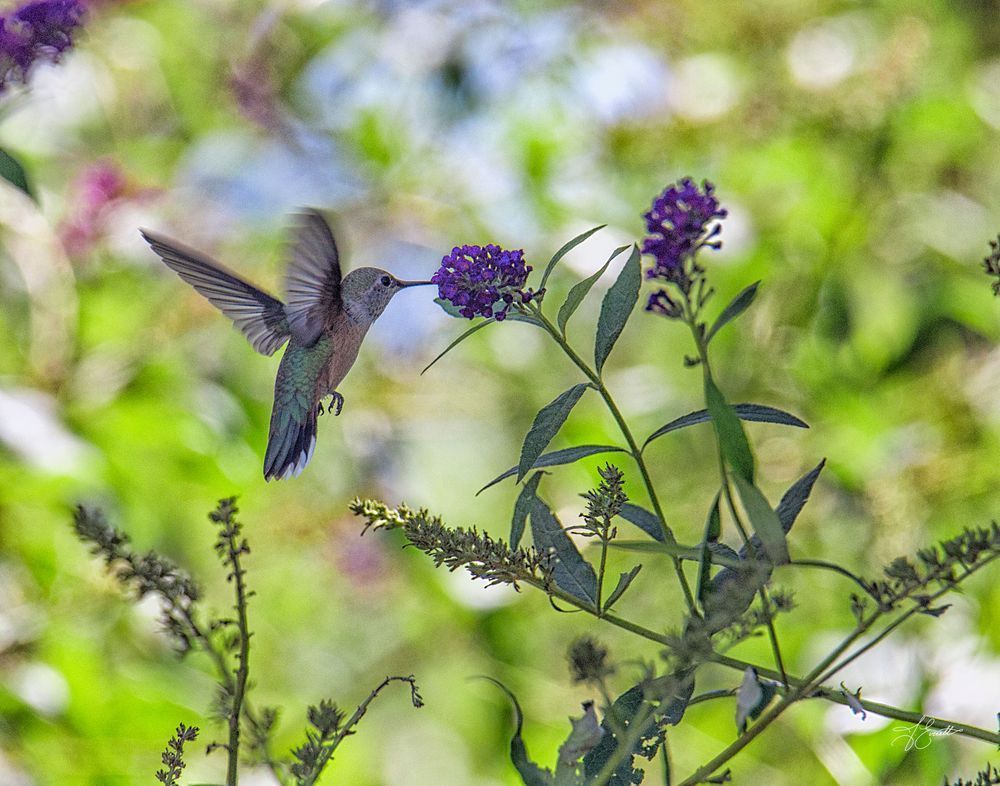 Hummingbird With Summer Lilac Photography Art | J everett Photography