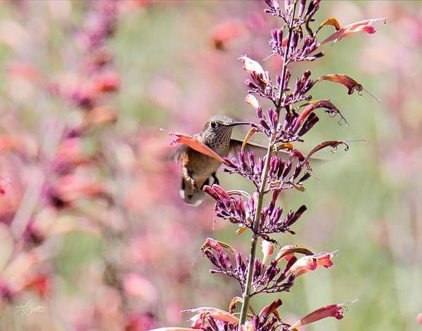 Hummingbird in Bloom