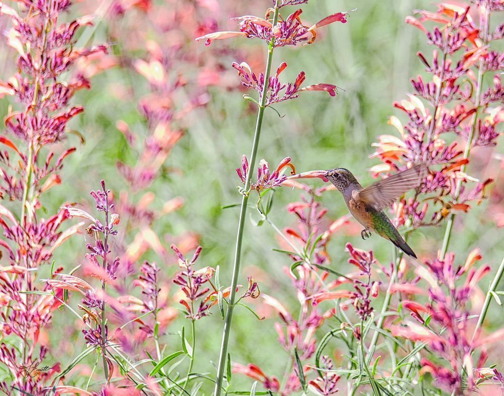 Hummingbird With Orange Hummingbird Mint Photography Art | J everett Photography