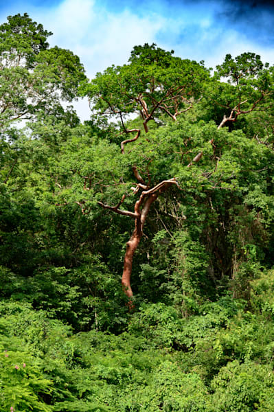 Whispering Canopy