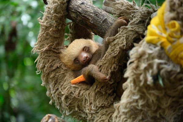 Slothful Serenity