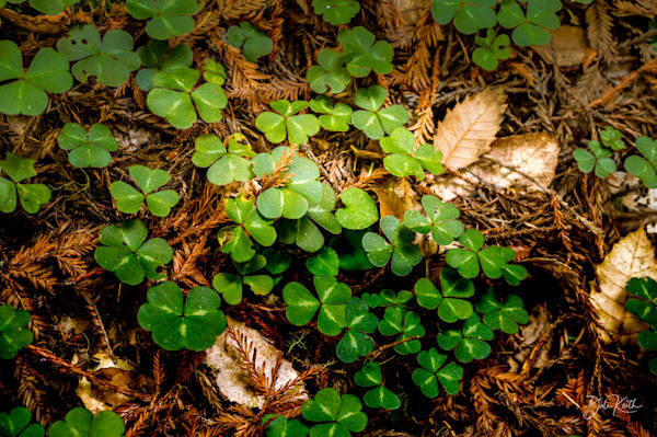 Clover Dreams: Nature's Lush Embrace