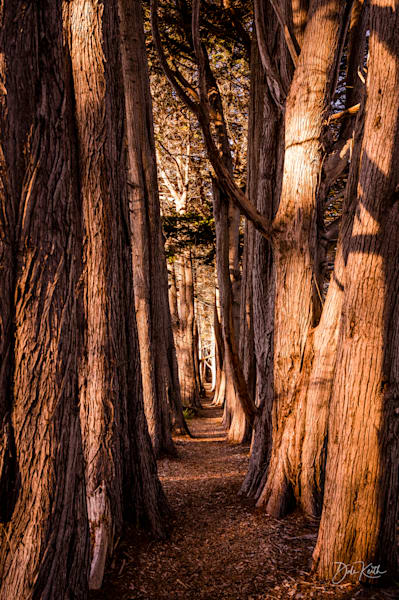 Enchanted Forest Pathway | Nature Photography | Woodland Serenity