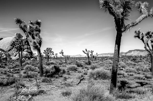 Joshua Tree Summer