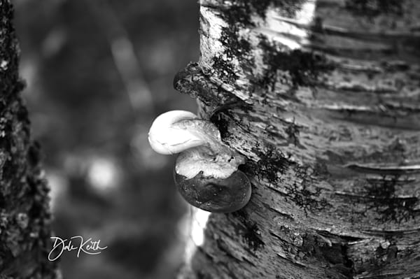 Sea Ranch Mushroom Tree