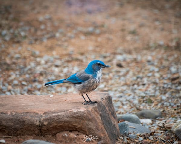 Scrub Jay Morning