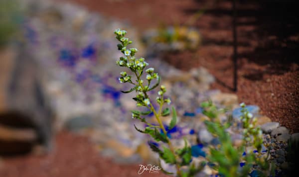Simple Beauty