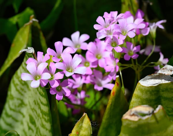 Petals and Patterns