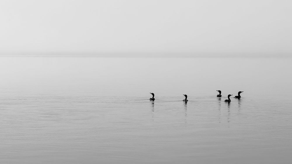 Foggy Morning 01 Photography Art | Russell Satterthwaite inc.