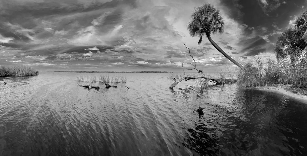 Crooked Palm Bw Art | Russell Satterthwaite inc.