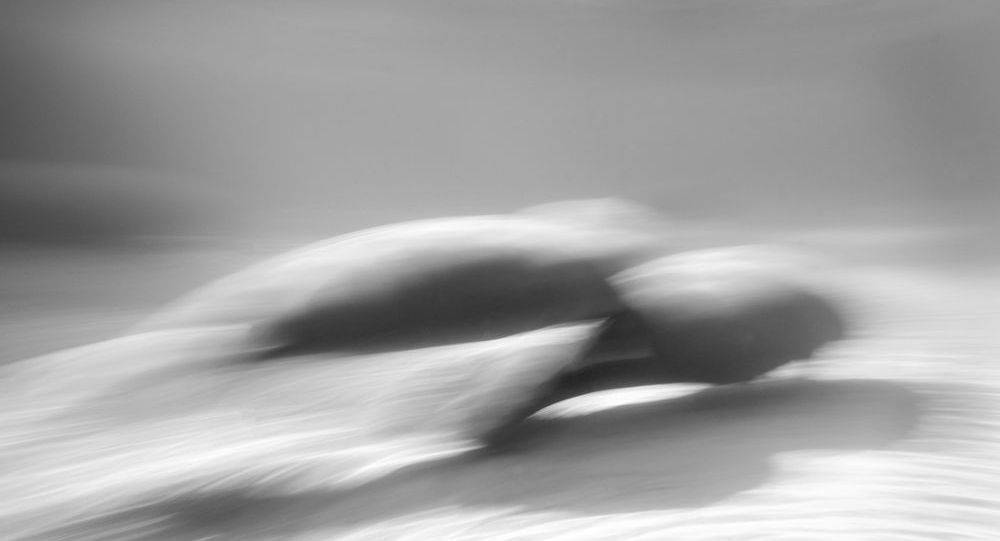 Manatee Bw03 Art | Russell Satterthwaite inc.